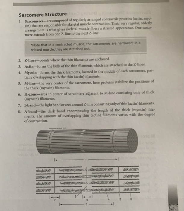 sarcomere-structure-1-sarcomeres-are-composed-of-chegg