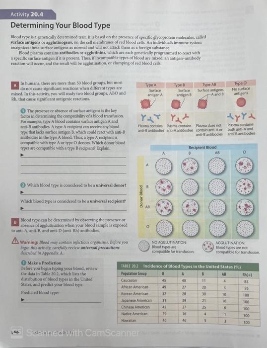 Solved Activity 20.4 Determining Your Blood Type Blood type