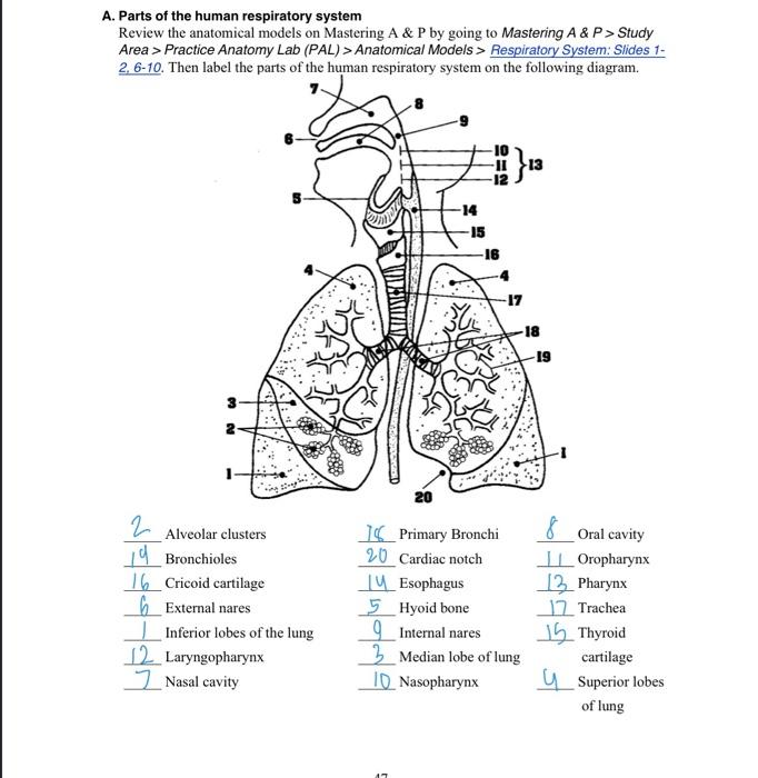 human respiratory system diagram black and white