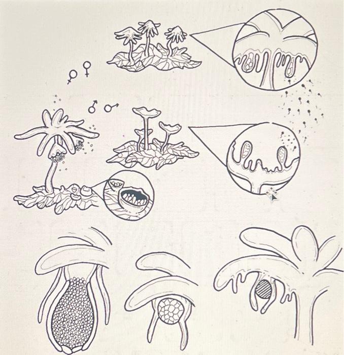 Solved If available, observe moss gametophytes with | Chegg.com