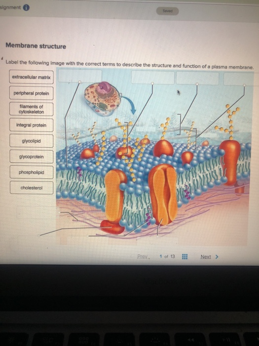 30 Label The Structures Of The Plasma Membrane And Cytoskeleton