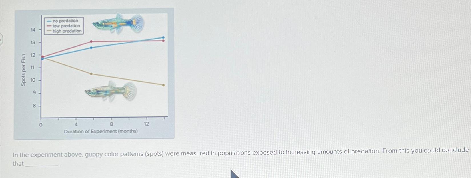 Solved In the experiment above, guppy color patterns (spots) | Chegg.com
