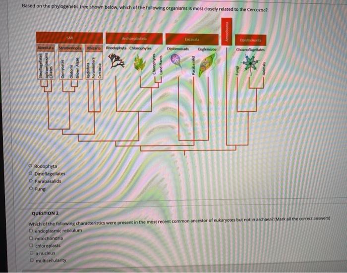 Solved Based On The Phylogenetic Tree Shown Below, Which Of | Chegg.com