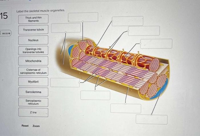 Label the skeletal muscle organelles.
15
Thick and thin
filaments
Transverse tubule
3
00 32:18
Nucleus
Openings into
transver