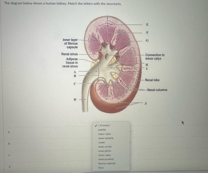 Solved The diagram below shows a human kidney. Match the | Chegg.com