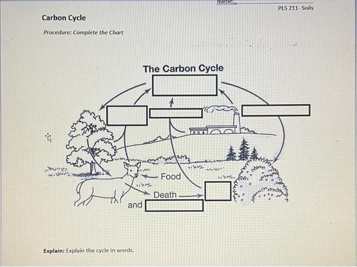 blank carbon cycle diagram