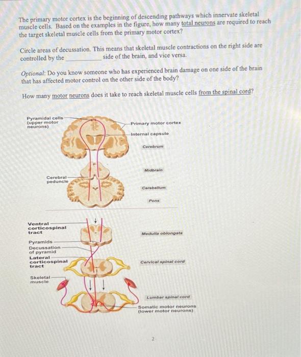 The primary motor cortex is the beginning of descending pathways which innervate skeletal muscle cells. Based on the examples