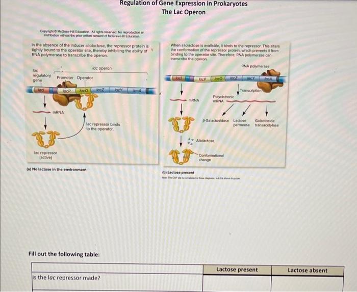 Regulation of Gene Expression in Prokaryotes The Lac | Chegg.com