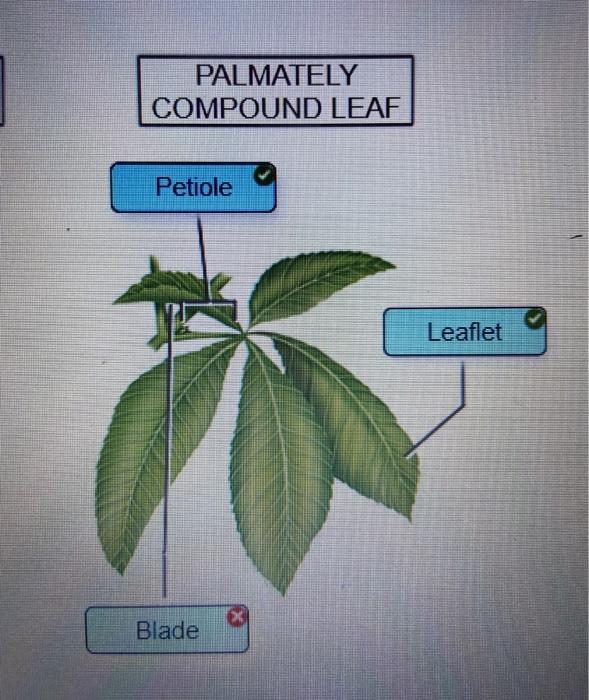 Solved PALMATELY COMPOUND LEAF Petiole Leaflet X Blade | Chegg.com