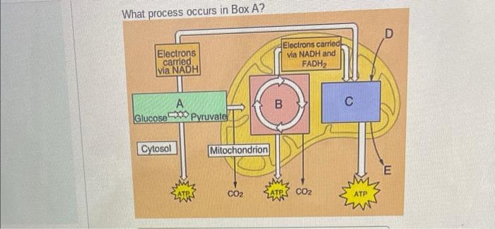 Solved What nrocess occurs in Box A? What process occurs in 