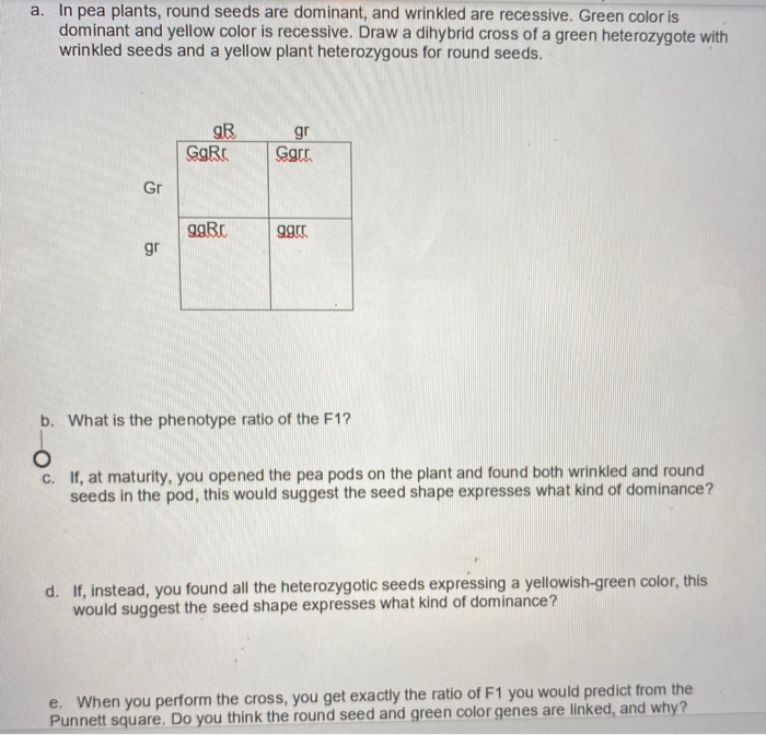 Solved A. In Pea Plants, Round Seeds Are Dominant, And | Chegg.com