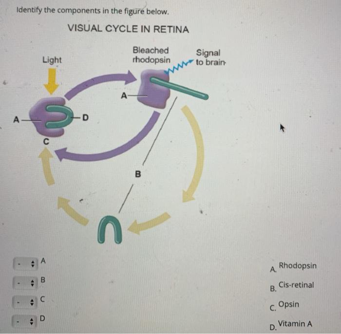 Solved Identify each part of the cell in the figure below. | Chegg.com