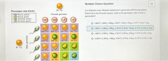 Solved In a dihybrid cross, Mendel mated two F generation | Chegg.com
