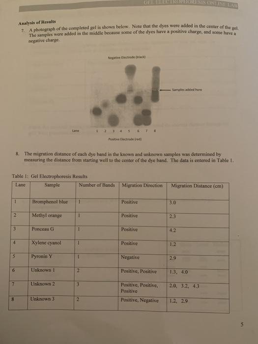 Solved GEL ELECTROPHORESIS ONLINE LAB Introduction Gel