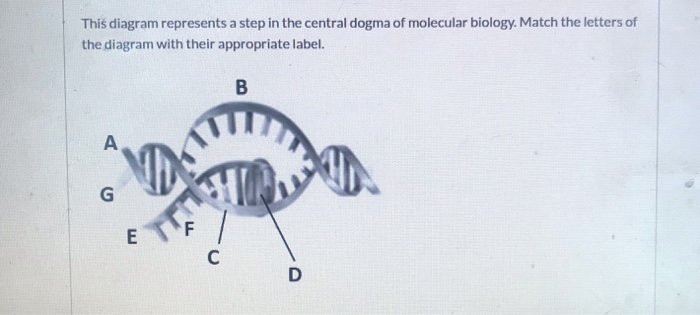 Solved This diagram represents a step in the central dogma | Chegg.com