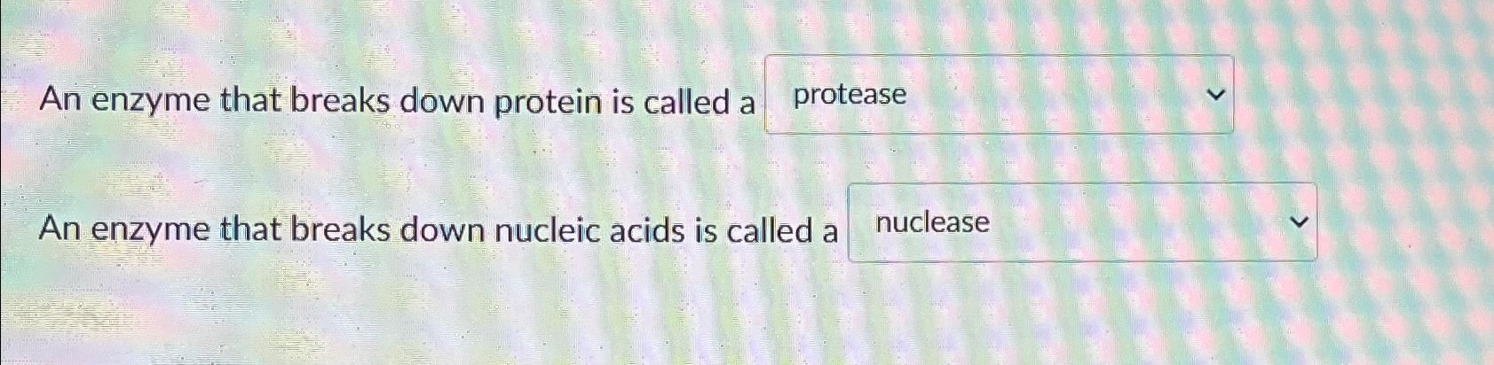 Solved An enzyme that breaks down protein is called aAn | Chegg.com