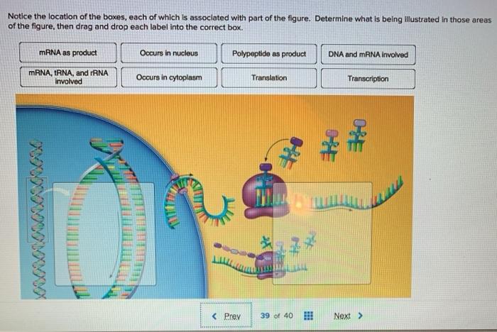 solved-place-the-images-depicting-the-steps-of-translation-chegg