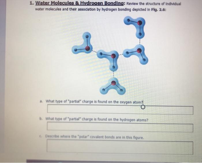 Solved 1. Water Molecules & Hydrogen Bonding: Review the | Chegg.com