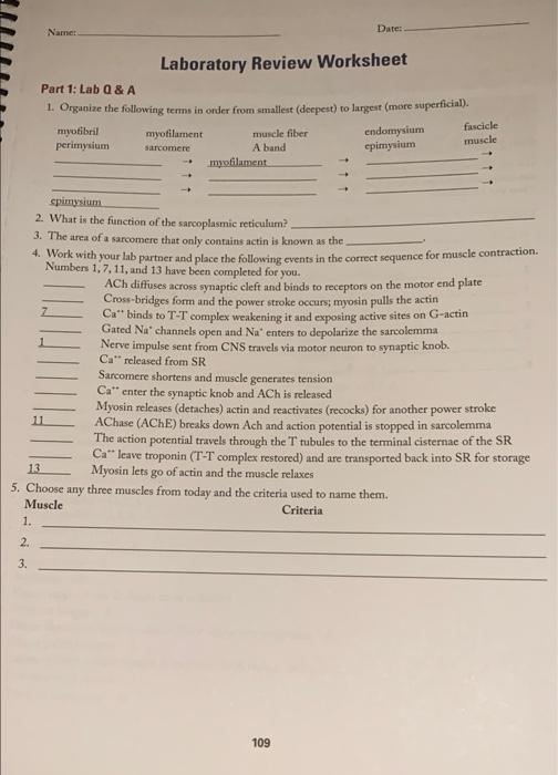 Solved Namnet Date: Laboratory Review Worksheet Part 1: Lab | Chegg.com