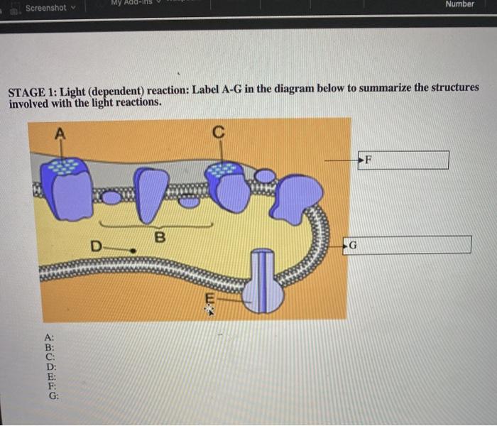 Screenshot My Add-ins Number STAGE 1: Light (dependent) reaction: Label A-G in the diagram below to summarize the structures