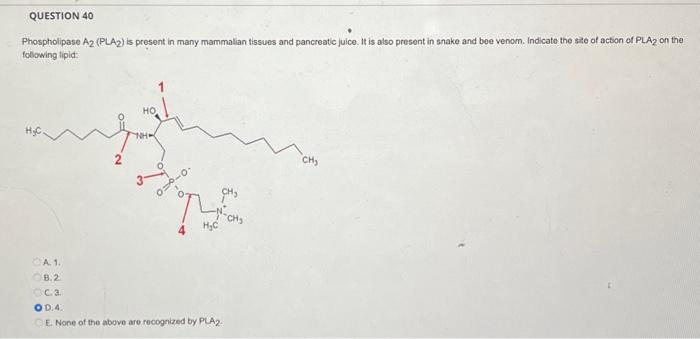 Solved Phospholipase A2 (PLA 2 ) is present in many | Chegg.com