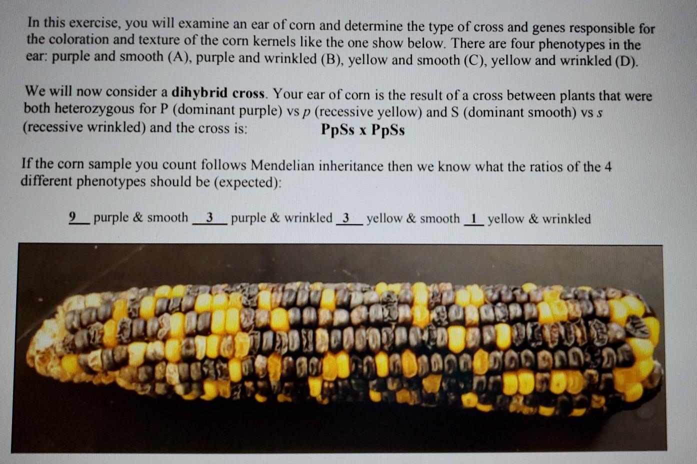 Solved In this exercise, you will examine an ear of corn and
