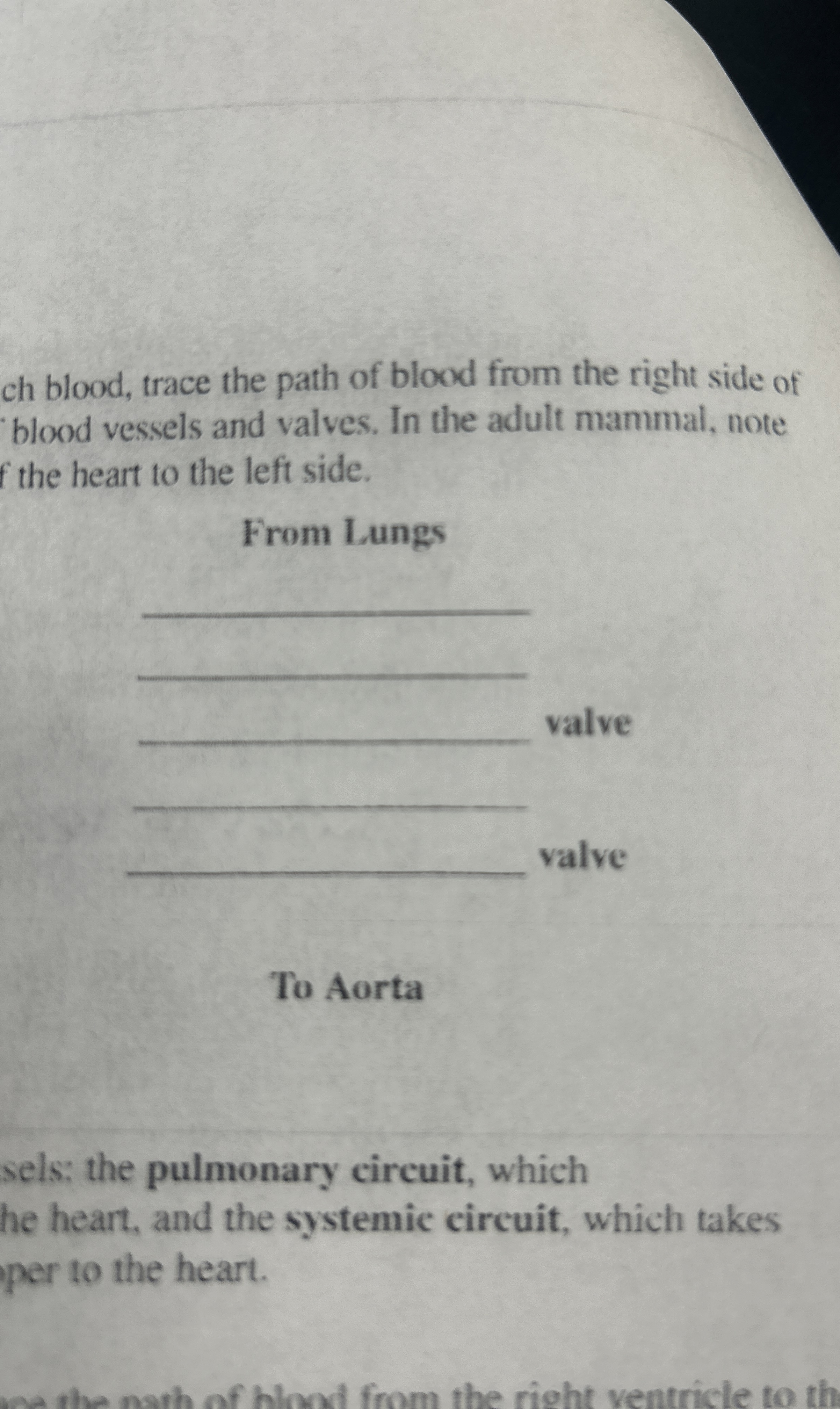 Solved ch blood, trace the path of blood from the right side