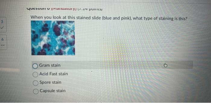 Solved When you look at this stained slide (blue and pink), | Chegg.com