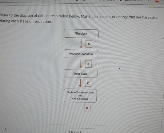 Solved Refer to the diagram of cellular respiration below. | Chegg.com