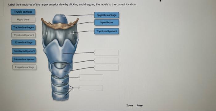 Label the structures of the larynx anterior view by elicking and dragging the labeis to the correct location.