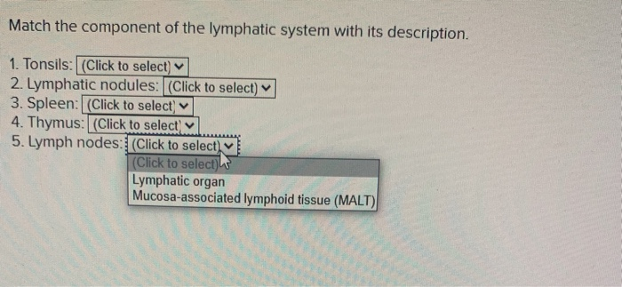 Match Each Lymphatic Cell With Its Function Solved Match the component of the lymphatic system with its | Chegg.com