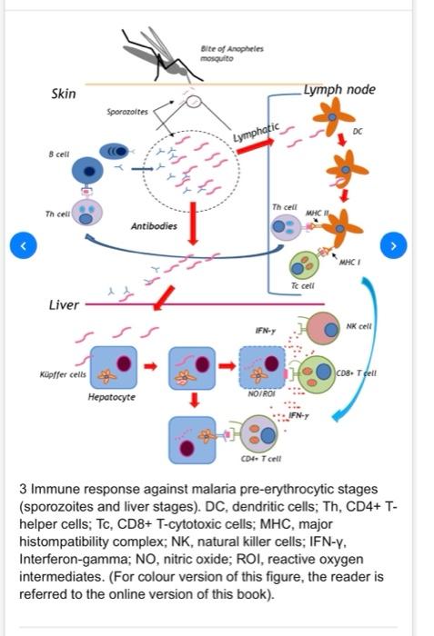 Bite of Anopheles
mosquito
Skin
Lymph node
Sporozoites
35
yrys
Lymphatic
B cell
رک
The cell
Th cell
MHC
Antibodies
MHCI
Te ce