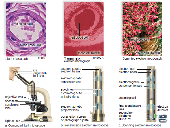 Solved: Modern MicroscopyMicroscopes have given scientists a de
