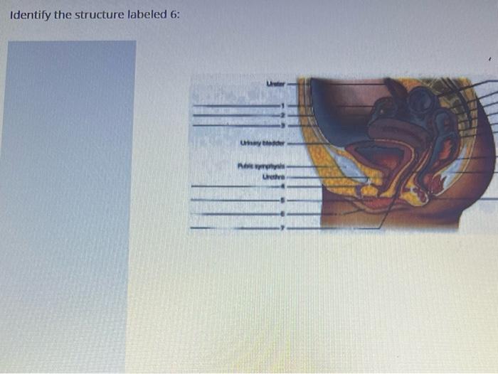 Solved Identify the structure labeled 3 :Identify the | Chegg.com