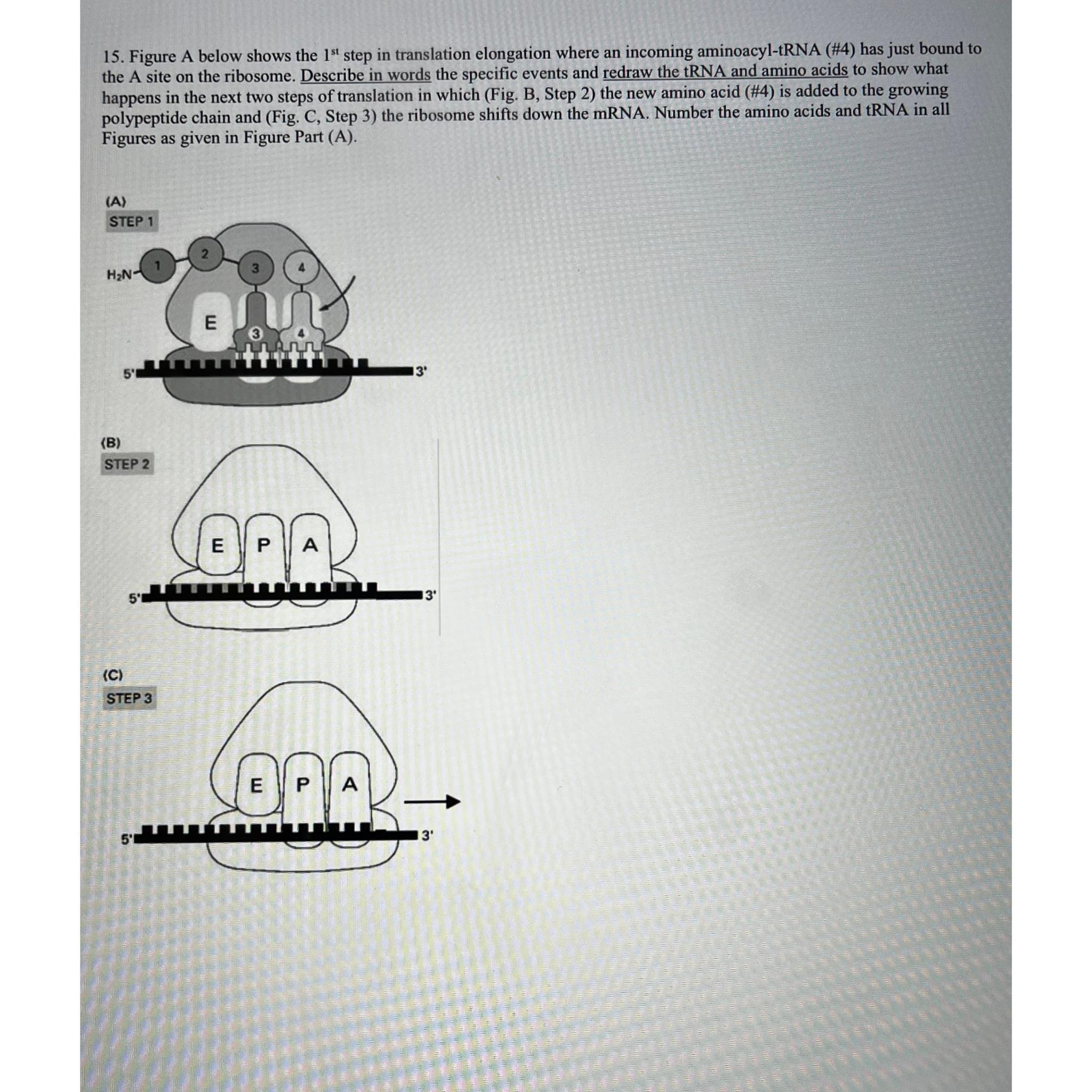 Solved Figure A below shows the 1st ﻿step in translation | Chegg.com