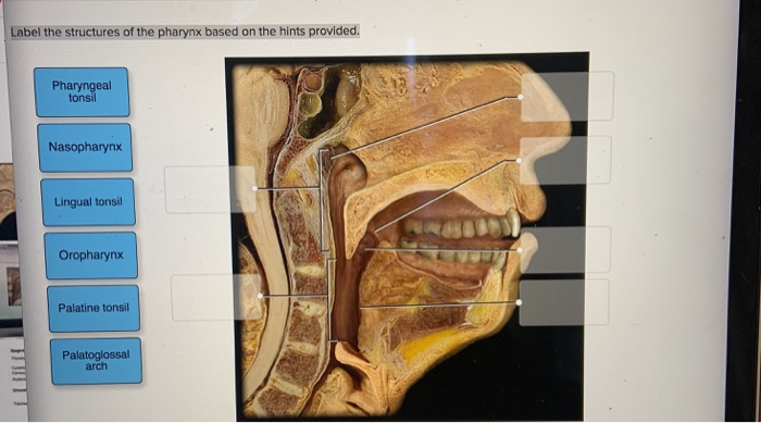 Solved Label the structures of the pharynx based on the | Chegg.com