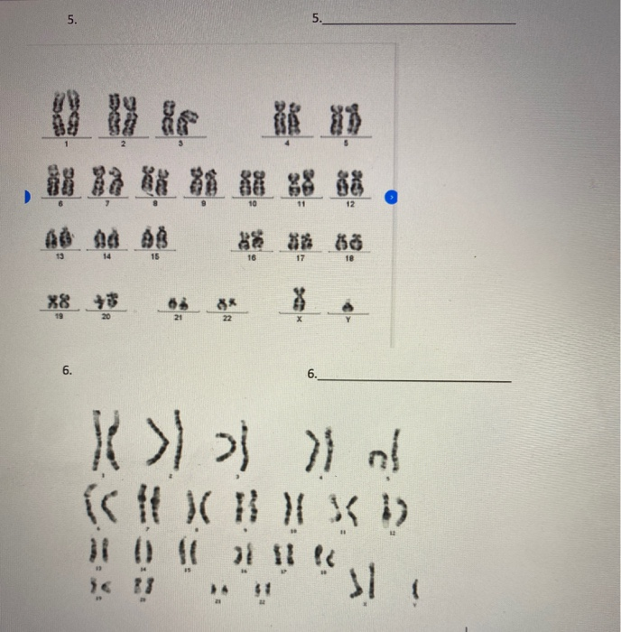 Solved Enter the karyotype descriptions for the following | Chegg.com