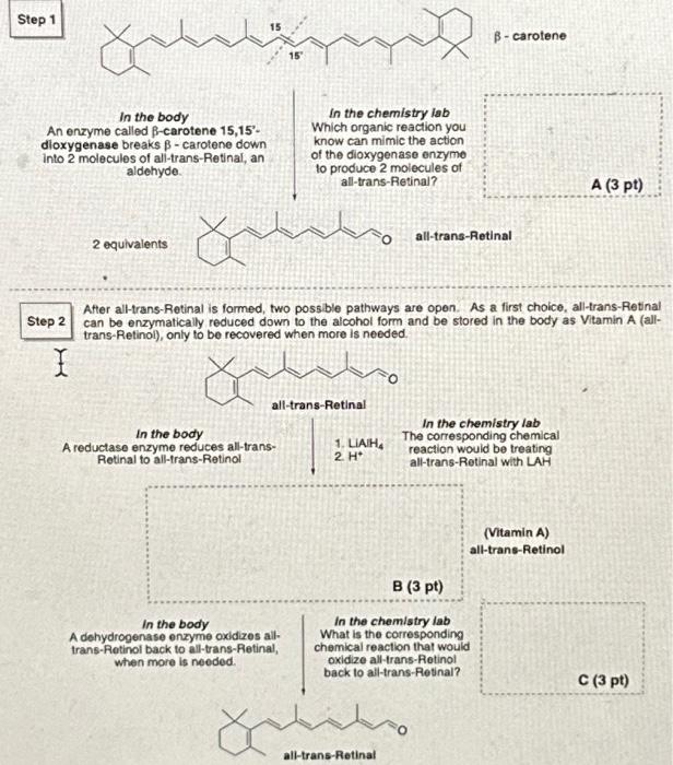 β carotene In the body An enzyme called βcarotene