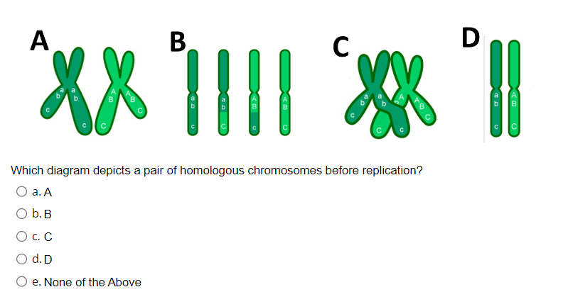 Solved Which diagram depicts a pair of homologous | Chegg.com