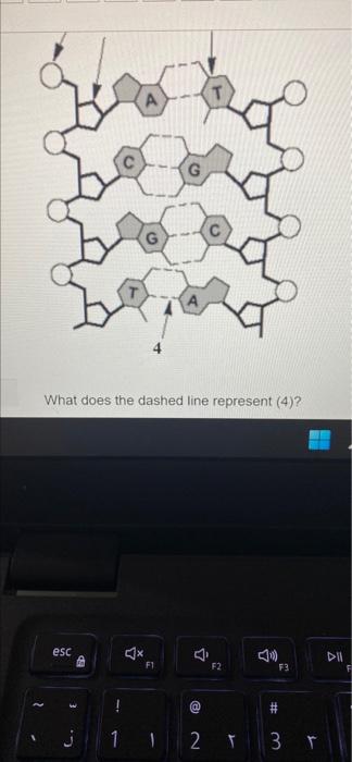 Solved นาน What does the dashed line represent (4)? esc A 5 | Chegg.com