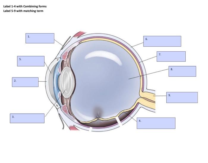 Label 1-4 with Combining forms Label 5-9 with | Chegg.com