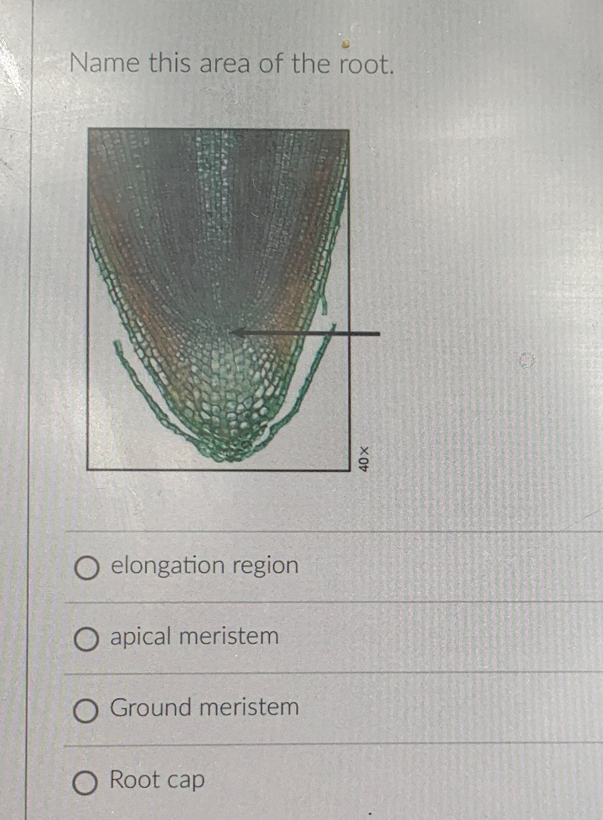Solved Name this area of the root.elongation regionapical | Chegg.com