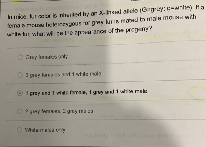 Solved In mice, fur color is inherited by an Xlinked allele Chegg