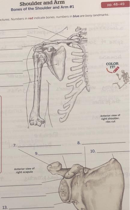 Solved Shoulder And Arm Bones Of The Shoulder And Arm 1 Pp Chegg Com   Image