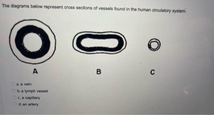 Solved The diagrams below represent cross sections of | Chegg.com