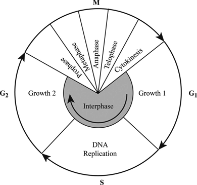 Meiosis Terminology Answers - Many organisms package these ...