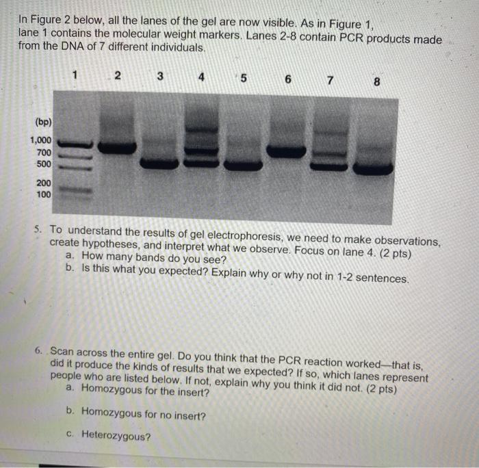 solved-in-figure-2-below-all-the-lanes-of-the-gel-are-now-chegg
