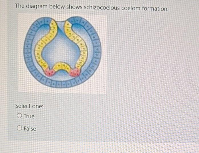 Solved The diagram below shows schizocoelous coelom | Chegg.com