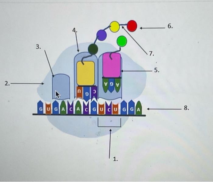 Solved what do numbers 1-8 represent | Chegg.com