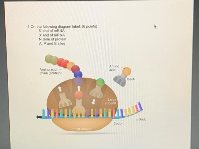 Solved 4.On the following diagram label: (6 points) 5' end | Chegg.com